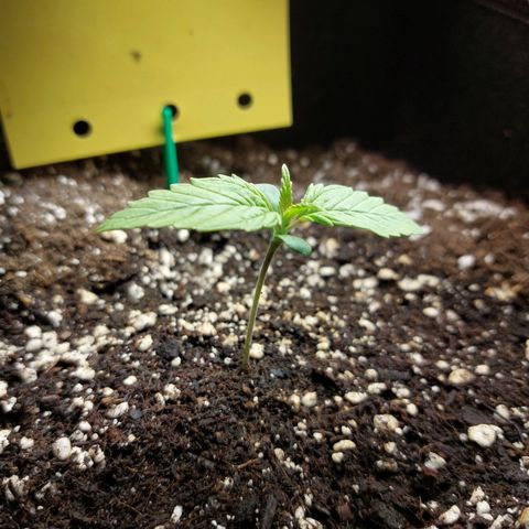 Moonlight Auto - Naledi Seeds growlog timeline photo