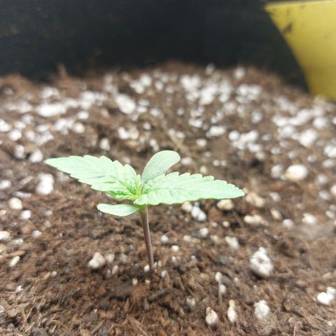 Titan Gorilla Auto growlog timeline photo