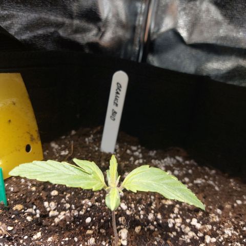 Auto Orange Bud growlog timeline photo