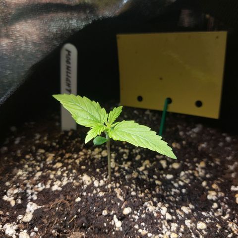 Moonlight Auto - Naledi Seeds growlog timeline photo