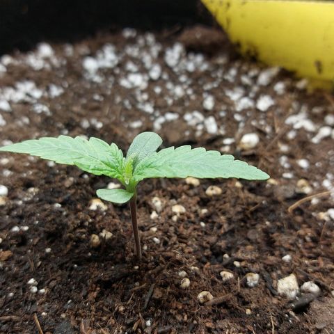Titan Gorilla Auto growlog timeline photo