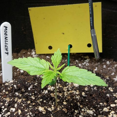 Moonlight Auto - Naledi Seeds growlog timeline photo