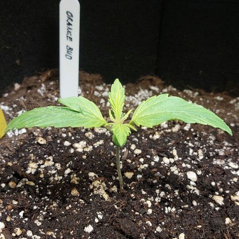 Auto Orange Bud growlog timeline photo