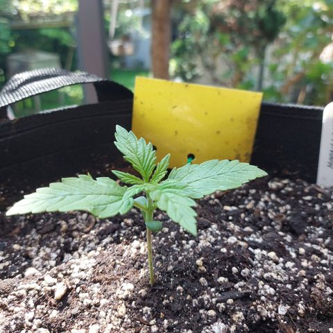 Moonlight Auto - Naledi Seeds growlog timeline photo