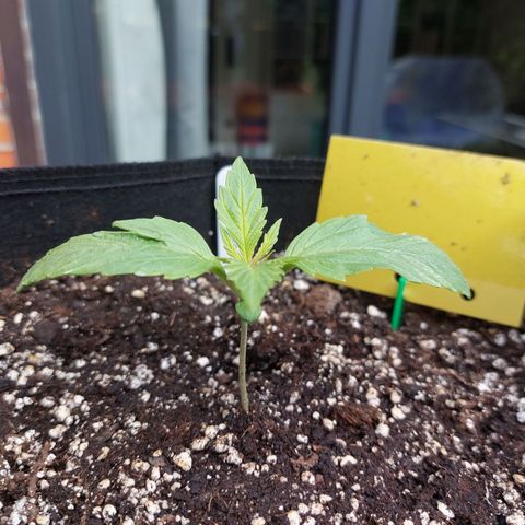 Auto Orange Bud growlog timeline photo