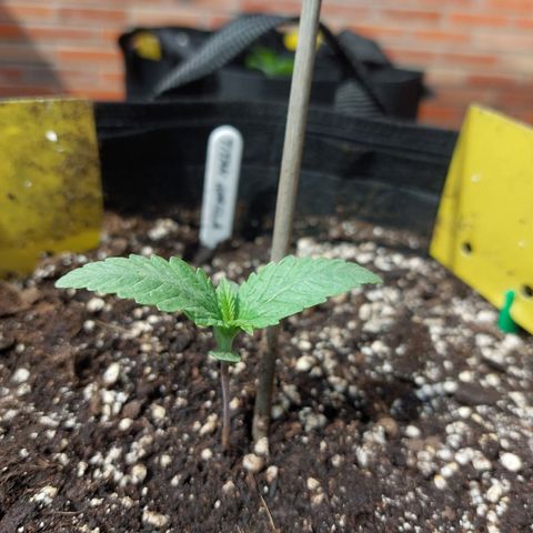 Titan Gorilla Auto growlog photo:  Y