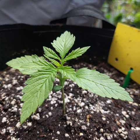 Moonlight Auto - Naledi Seeds growlog timeline photo