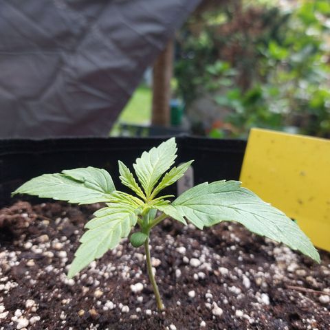 Auto Orange Bud growlog timeline photo