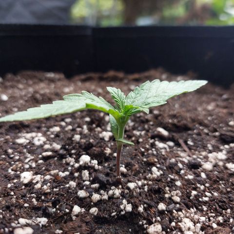 Titan Gorilla Auto growlog timeline photo