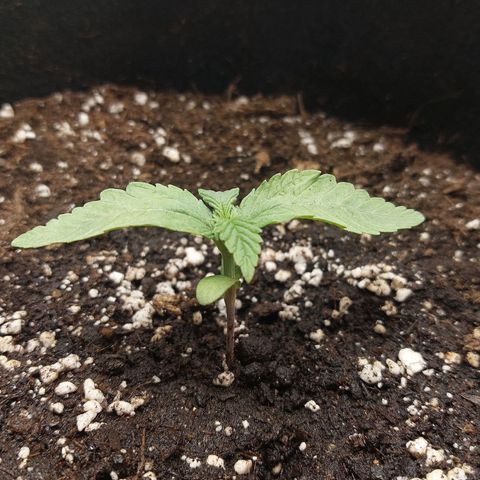 Titan Gorilla Auto growlog timeline photo