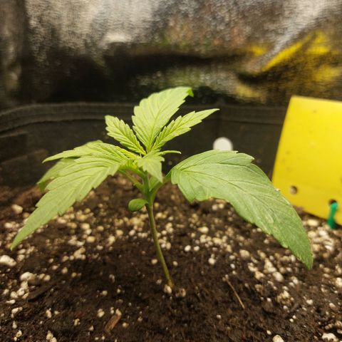 Auto Orange Bud growlog timeline photo