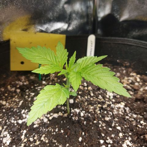 Moonlight Auto - Naledi Seeds growlog timeline photo