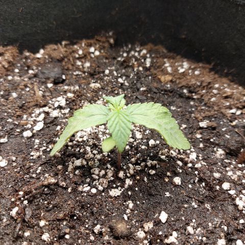 Titan Gorilla Auto growlog timeline photo