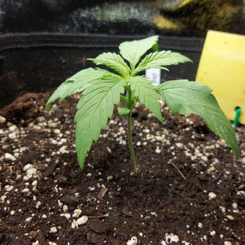 Auto Orange Bud growlog timeline photo