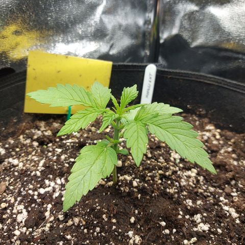 Moonlight Auto - Naledi Seeds growlog timeline photo