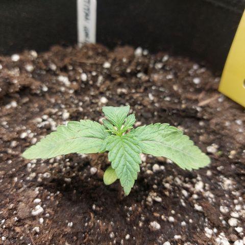 Titan Gorilla Auto growlog timeline photo