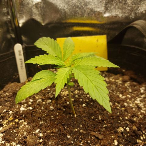 Auto Orange Bud growlog timeline photo