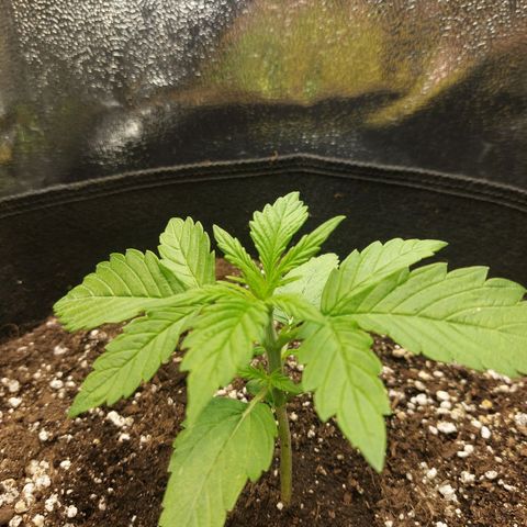Moonlight Auto - Naledi Seeds growlog timeline photo