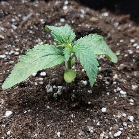 Titan Gorilla Auto growlog timeline photo