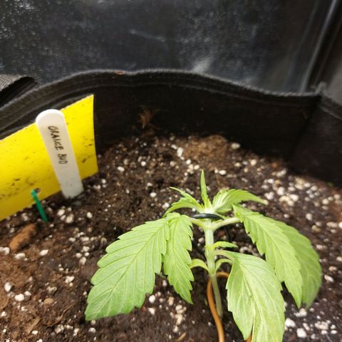 Auto Orange Bud growlog timeline photo