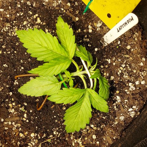 Moonlight Auto - Naledi Seeds growlog timeline photo