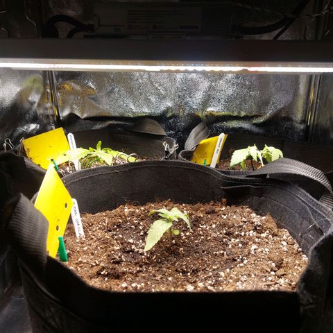 Titan Gorilla Auto growlog timeline photo