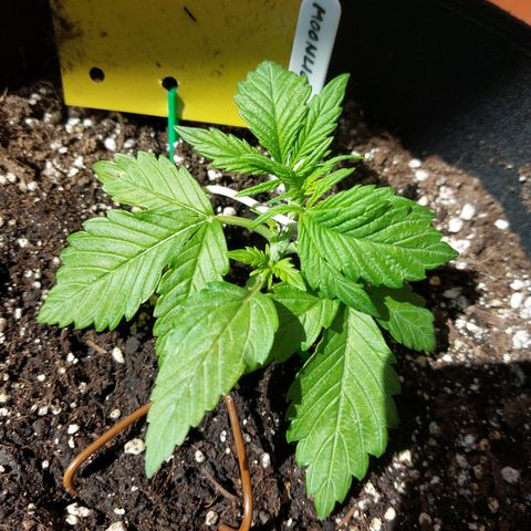 Moonlight Auto - Naledi Seeds growlog timeline photo