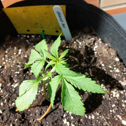 Auto Orange Bud growlog timeline photo