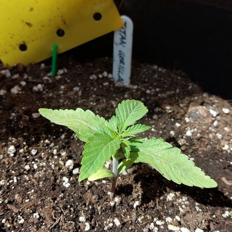 Titan Gorilla Auto growlog timeline photo