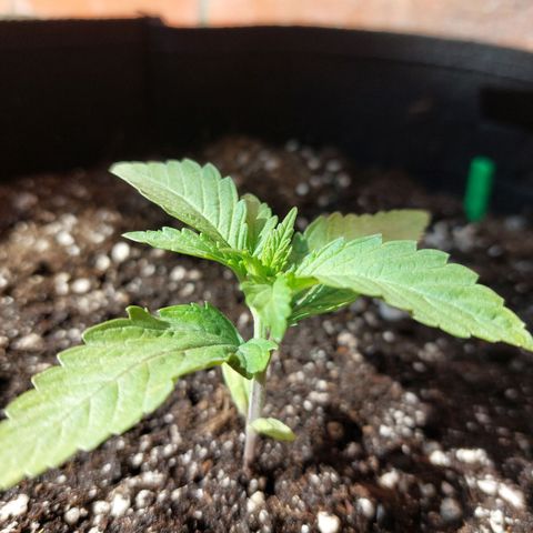 Titan Gorilla Auto growlog timeline photo