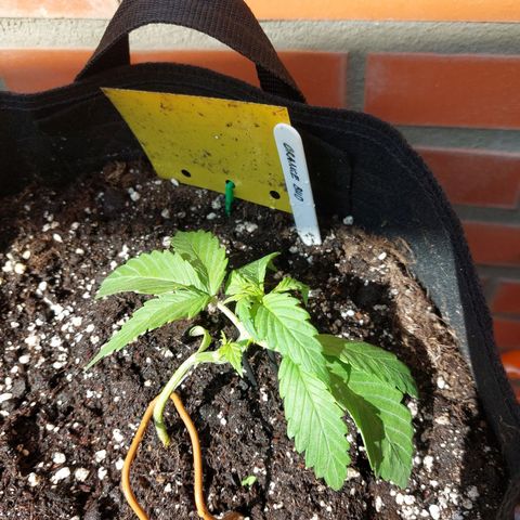 Auto Orange Bud growlog timeline photo