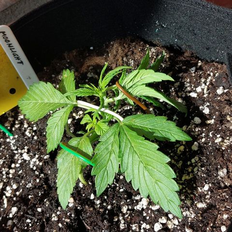 Moonlight Auto - Naledi Seeds growlog timeline photo