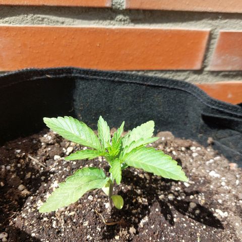 Titan Gorilla Auto growlog timeline photo
