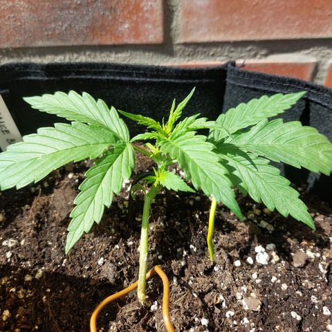 Auto Orange Bud growlog timeline photo
