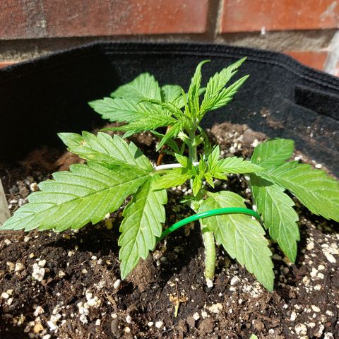 Moonlight Auto - Naledi Seeds growlog timeline photo