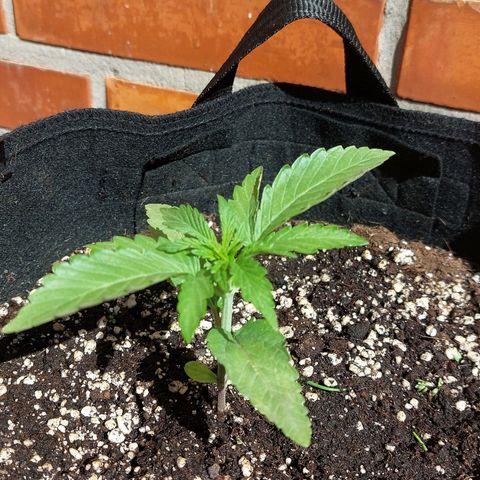 Titan Gorilla Auto growlog timeline photo