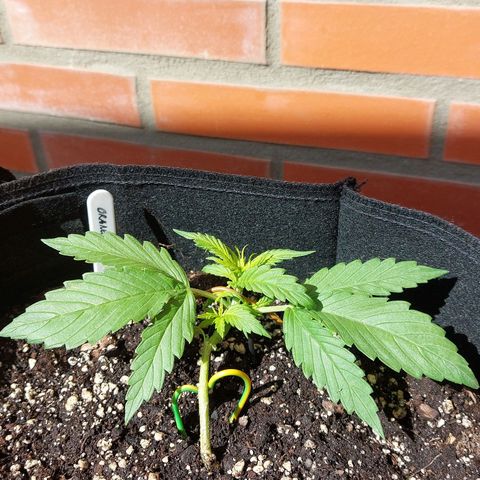 Auto Orange Bud growlog timeline photo