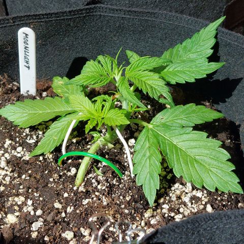 Moonlight Auto - Naledi Seeds growlog timeline photo