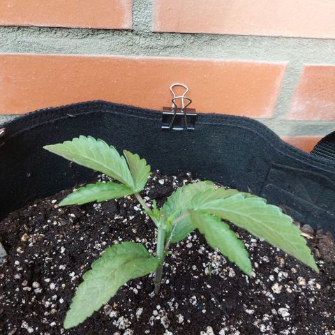 Titan Gorilla Auto growlog timeline photo