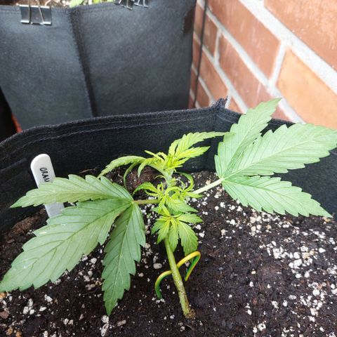 Auto Orange Bud growlog timeline photo