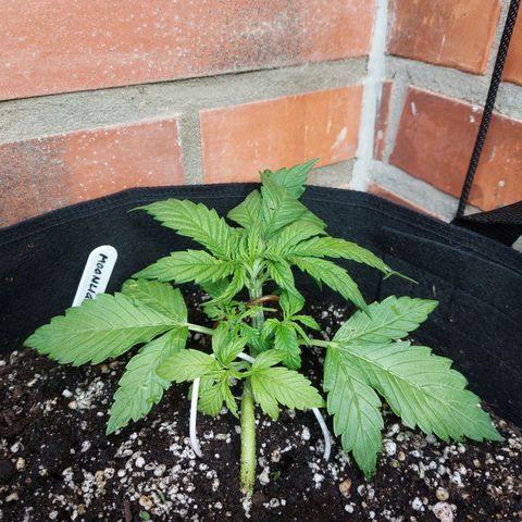 Moonlight Auto - Naledi Seeds growlog timeline photo