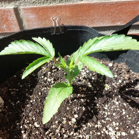 Titan Gorilla Auto growlog timeline photo