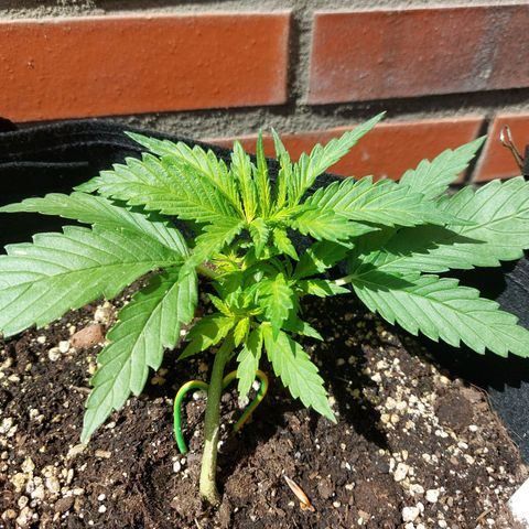 Auto Orange Bud growlog timeline photo