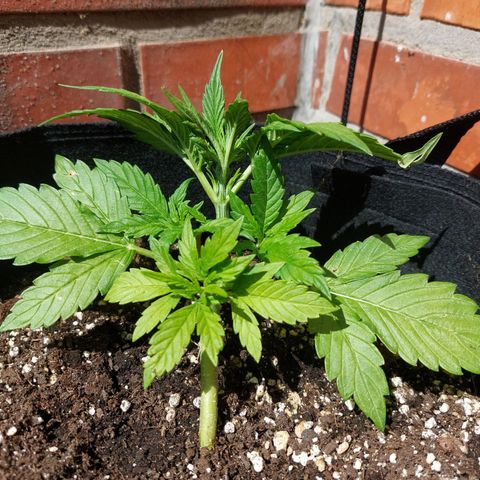 Moonlight Auto - Naledi Seeds growlog timeline photo