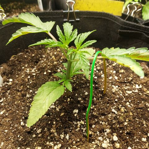 Titan Gorilla Auto growlog timeline photo