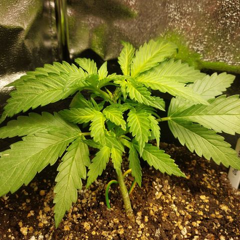 Auto Orange Bud growlog timeline photo