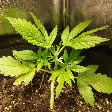 Moonlight Auto - Naledi Seeds growlog timeline photo
