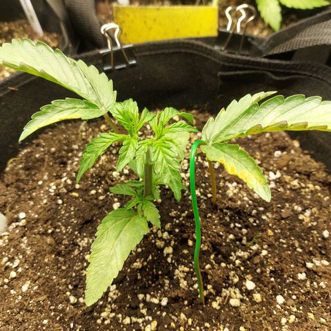 Titan Gorilla Auto growlog timeline photo