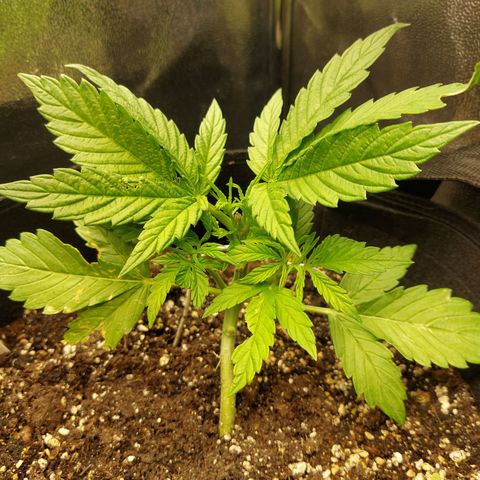 Moonlight Auto - Naledi Seeds growlog timeline photo