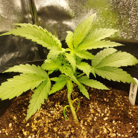 Auto Orange Bud growlog timeline photo